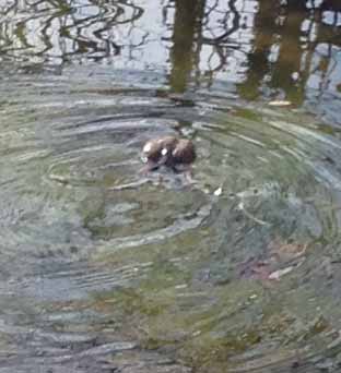 Cosa  successo al bufo?